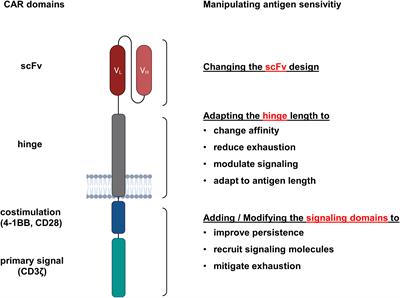 Fine-tuning the antigen sensitivity of CAR T cells: emerging strategies and current challenges